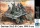 Master Box 1:35 German StuG III Crew, WWII era.Their position is behind that forest