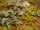 Matho Models 1:35 Plants & Weeds E