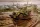 Roden 1:35 M42 US 3/4 ton 4x4 Command truck