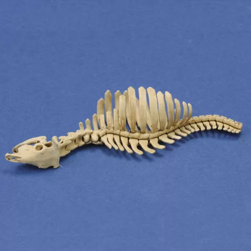 Royal Model 1:35 Cow skeleton n.1 3D printed