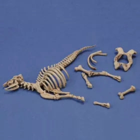 Royal Model 1:35 Cow skeleton n.3