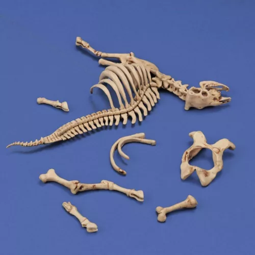 Royal Model 1:35 Cow skeleton n.3