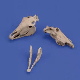 Royal Model 1:35 Horse skulls