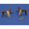 Royal Model 1:35 Mufflon skulls 3D printed