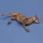 Royal Model 1:35 Donkey carcass