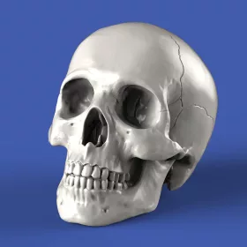 Royal Model Skulls (54mm)