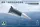 Takom 1:35 DF-17 Hypersonic Ballistic Missile
